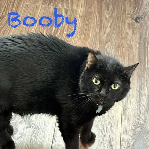 Booby, a black cat, rests on the floor during an in-home cat-sitting visit in Glendale.