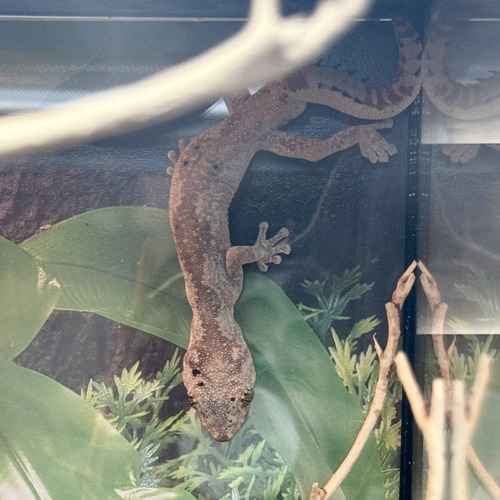 Brown gecko climbing downward inside a planted terrarium.