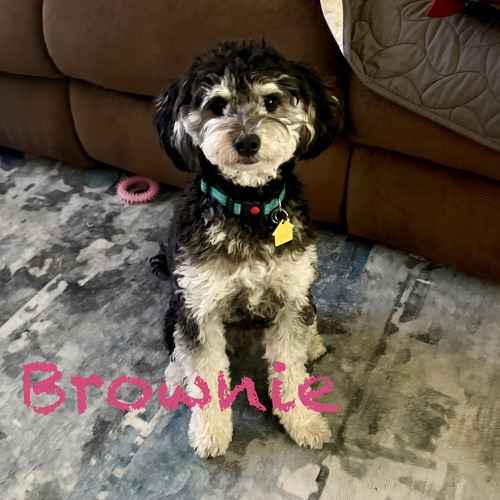 Brownie, a small black-and-white curly-coated dog sitting indoors.