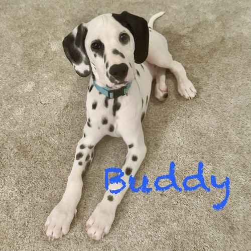Buddy, a Dalmatian puppy, sits on carpet during in-home positive-reinforcement puppy training.