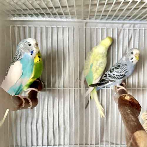 Four colorful budgerigars perch together inside a large cage during an in-home bird pet-sitting visit that includes feeding and care.