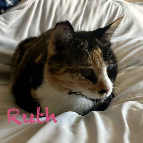 A calico cat named Ruth rests on white bedding during a drop-in cat-sitting visit.
