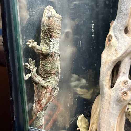 A camouflaged gecko climbs vertically on terrarium glass during at-home pet sitting.