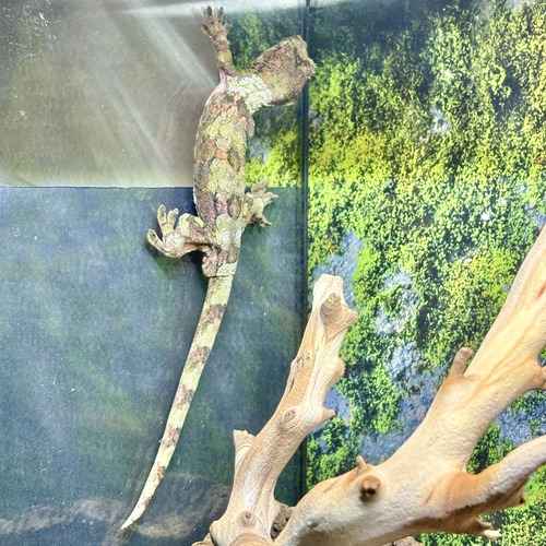A camouflaged gecko climbs the wall of a planted terrarium during an in-home pet-sitting visit.