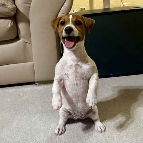 Daisy, a brown-and-white Jack Russell Terrier puppy, performs a sit-pretty trick during positive in-home puppy training.