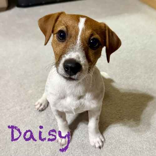 Daisy, a small brown-and-white puppy, sits indoors during in-home positive-reinforcement puppy training.