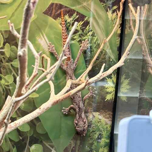 Dark gecko climbing vertically among terrarium branches.