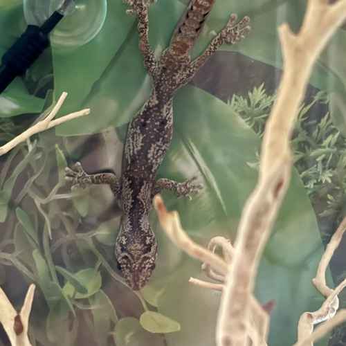 A dark gecko climbs downward on terrarium glass during a Glendale pet-sitting visit that includes feeding and care.