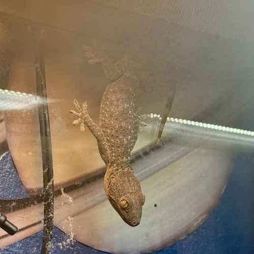 A dark gecko climbs headfirst down terrarium glass during a pet-sitting visit.