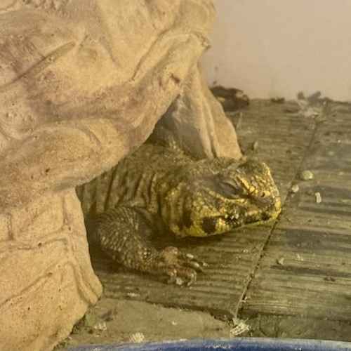 A dark lizard rests under a shelter in a terrarium during an in-home pet-sitting visit.