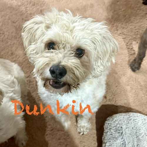 Dunkin, a small fluffy white dog, sits indoors during a vacation pet-sitting visit.