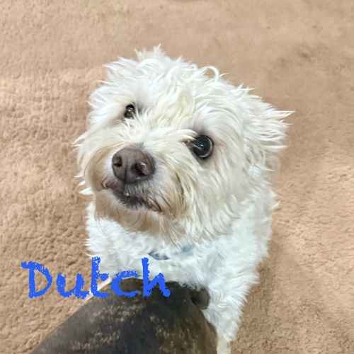 Dutch, a small fluffy white dog, tilts their head indoors during a vacation pet-sitting visit.