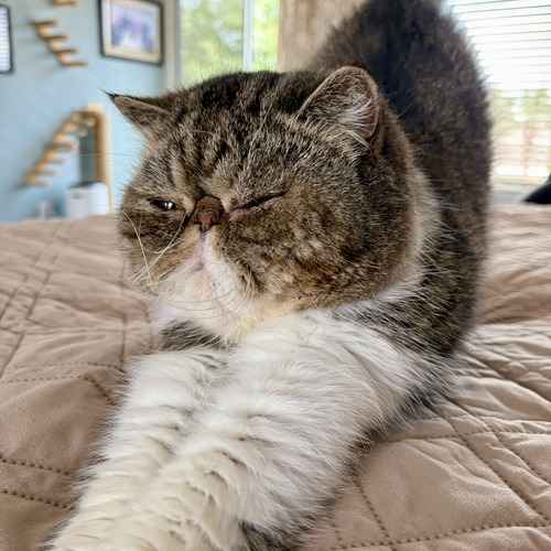 Flat-faced gray-and-white cat relaxing on a bed.