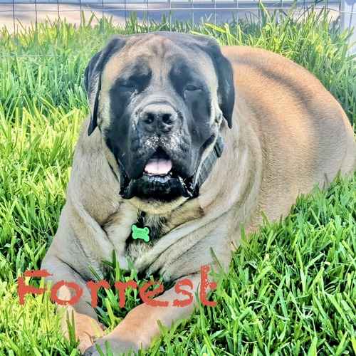Forrest, a large fawn Mastiff, lies in green grass during an in-home overnight pet-sitting stay in Phoenix.