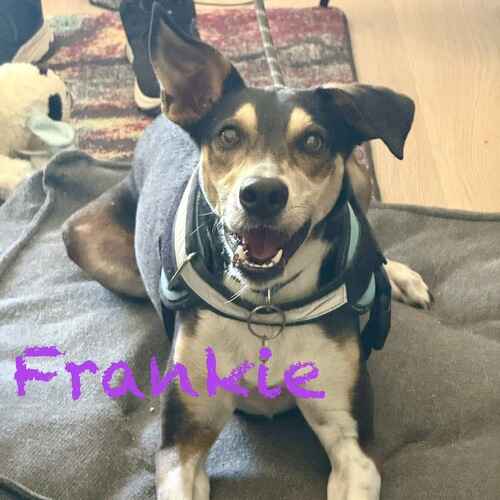 Rescued cattle dog mix Frankie looks intently for next cue during in home behavior modification dog training in Phoenix, AZ.