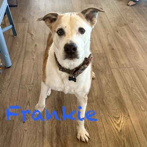 Frankie, a tan-and-white dog wearing a plaid bow tie.