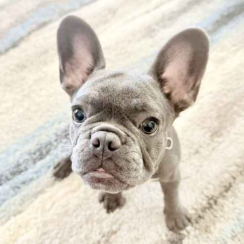 A gray French bulldog puppy looks up at the camera during an in-home puppy training visit in Peoria.