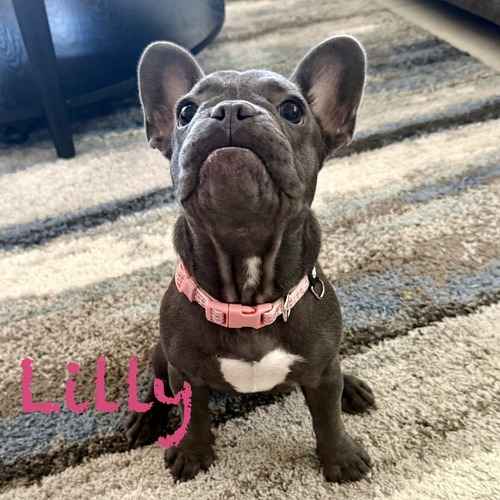A gray French bulldog puppy named Lilly sits on a rug during an in-home puppy training visit.