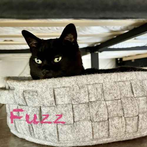 Fuzz, a black cat, curls up inside a gray basket during an in-home cat-sitting visit in Arrowhead Lakes, Glendale.