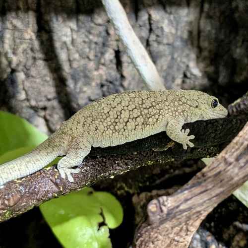 A pale gecko perches on a branch inside a terrarium during a drop-in pet-sitting visit that includes reptile feeding and enclosure maintenance.