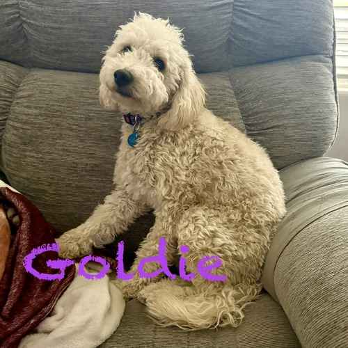 Goldie, a cream curly-coated dog, sits on a couch during positive in-home dog training in Peoria.