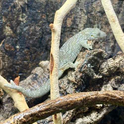 Gray monitor lizard perched upright among branches.