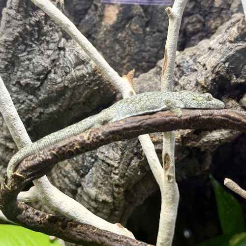 Gray monitor lizard resting across branches in a terrarium.