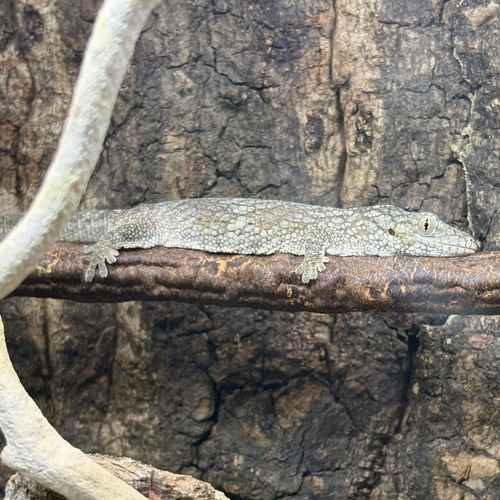 Gray monitor lizard resting lengthwise on a branch.