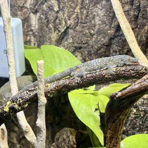 Gray monitor lizard resting on a branch in a terrarium.
