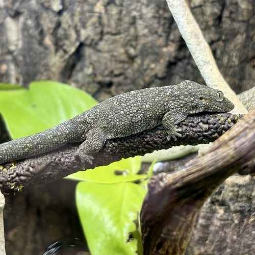 Gray monitor lizard stretched along a branch.