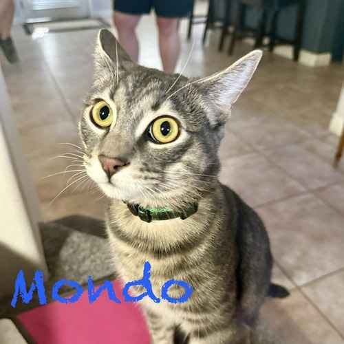 A gray tabby cat named Mondo looks toward the camera during a drop-in cat-sitting visit.