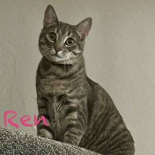 A gray tabby cat named Ren sits upright and looks toward the camera during a drop-in cat-sitting visit.