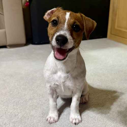 A brown-and-white Jack Russell Terrier puppy sits curiously during in-home puppy potty training.