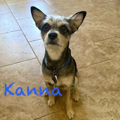 Kanna, a small blue-gray speckled Terrier mix with upright ears, participates in positive in-home training for a rescue puppy.