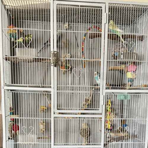 Large bird enclosure with several budgerigars, perches, and toys.