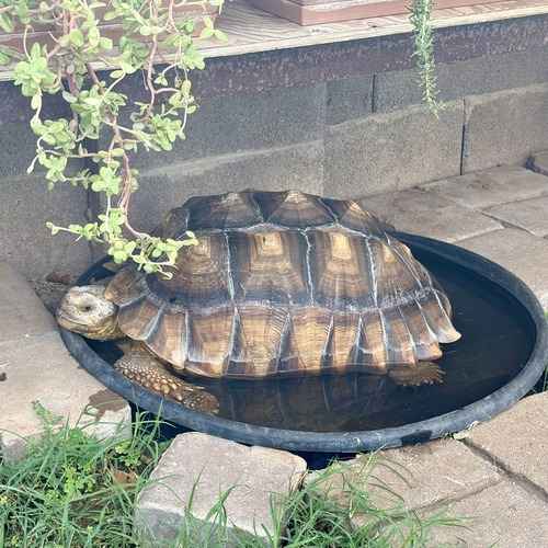 Large tortoise soaking in a shallow outdoor water pan.