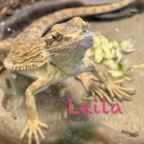 Leila, a bearded dragon, rests in a terrarium during an in-home pet-sitting visit for reptile care.