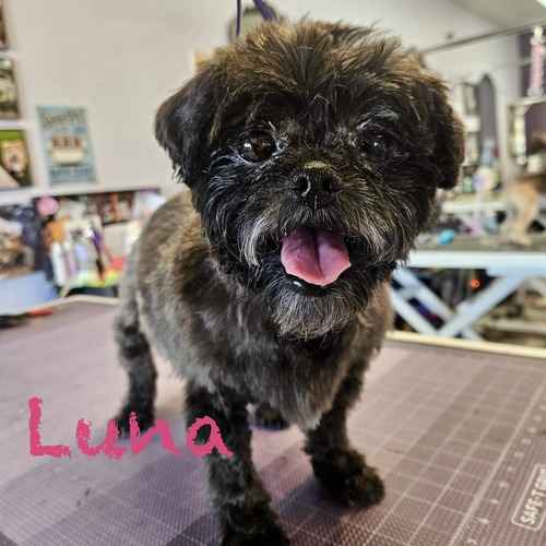 Luna, a small black dog, stands on a grooming table during a Squeaky Clean bath and de-shedding service.