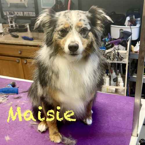 Maisie, a blue merle Australian Shepherd, stands on a grooming table during a full bath and de-shedding service.