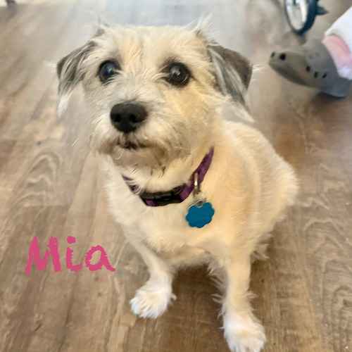 Mia, a small white-and-tan Terrier, sits indoors during dog-walking and potty-break care in Glendale.