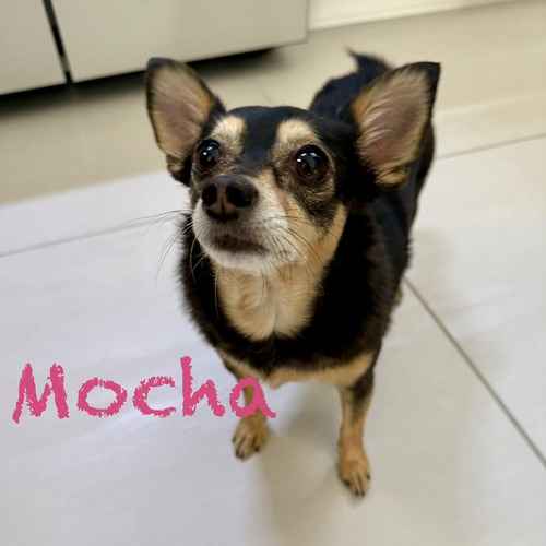 Mocha, a black-and-tan Chihuahua standing indoors.