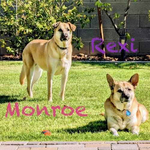 Monroe and Rexi, two tan dogs, stand in a sunny backyard during in-home overnight pet sitting in Glendale.