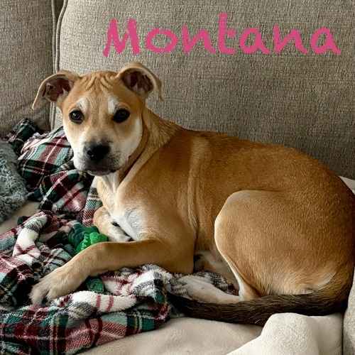 Montana, a tan-and-white mixed-breed dog, relaxes on a couch during a drop-in pet-sitting visit in Peoria.