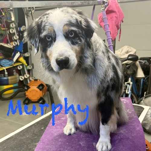Murphy, a blue merle Australian shepherd standing on a grooming table.
