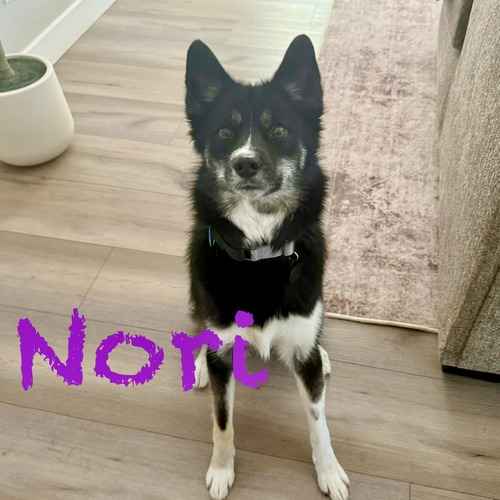 Nori, a small black-and-white dog with upright ears, sits indoors during vacation pet-sitting care in Phoenix.