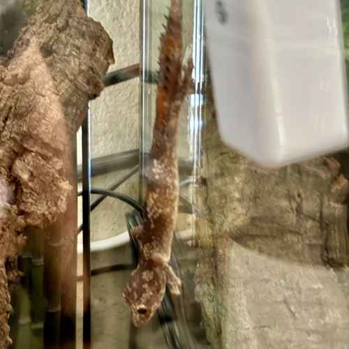 An orange-spotted gecko climbs downward on terrarium glass during an in-home pet-sitting visit.