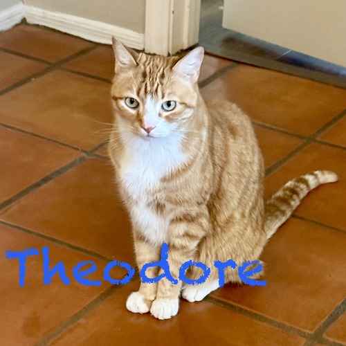 An orange-and-white tabby cat named Theodore sits on a tile floor during a drop-in cat-sitting visit.
