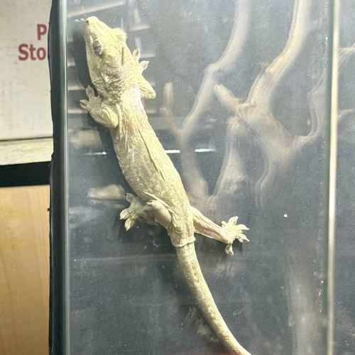 Pale gecko climbing the front glass of a terrarium.