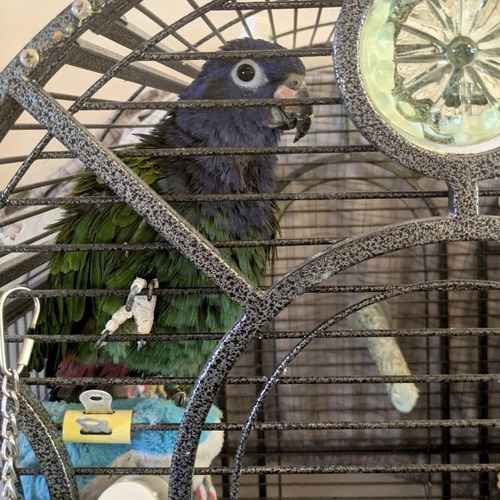 A blue-and-green parrot perches inside a cage during an in-home bird pet-sitting visit in Glendale.