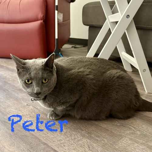 Peter, a solid gray cat, sits indoors during an in-home cat medication visit.